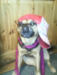 Gansta Doggeh - Awww