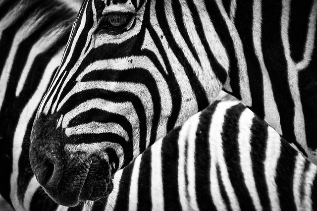 Pixabay - stripes