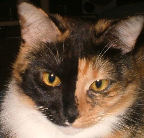 Dale - This is my cat Dale. She is 3 years old and about 15 pounds.