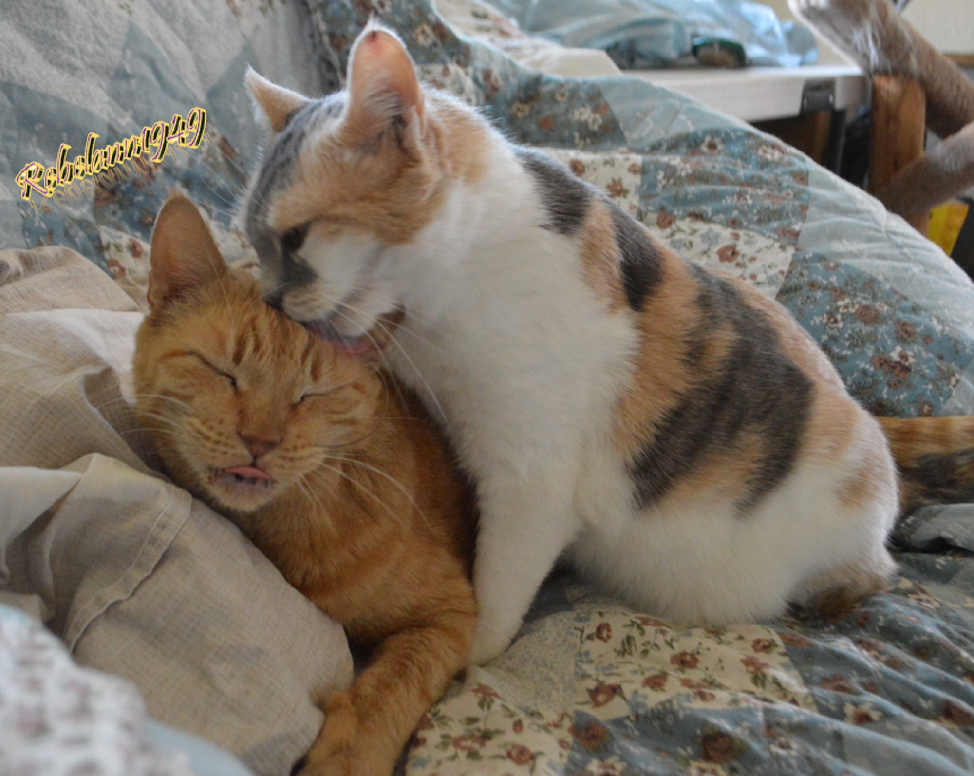 Meetzee is giving Max a bath, I think he&#039;s enjoying it ~~ I took this a few weeks ago.