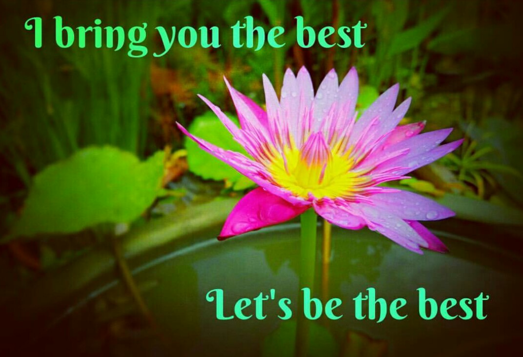 I hoe you like the lotus... I take this in front of my garden! I hoe you like the lotus... I take this in front of my garden!