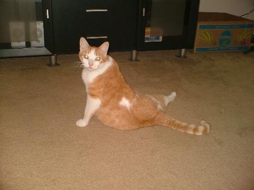 Jaxson - This is my cat Jaxson. He is 8 years old and about 12 pounds.