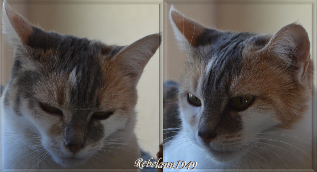 This is Meetzee ~~ shot taken by Rebelann1949 This is Meetzee ~~ shot taken by Rebelann1949