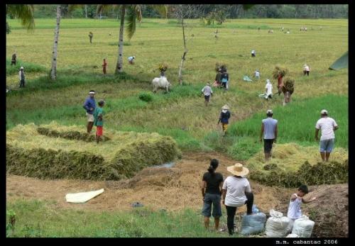 this is our product in our place in philippines! - rice is the best product in our province in philippines.
