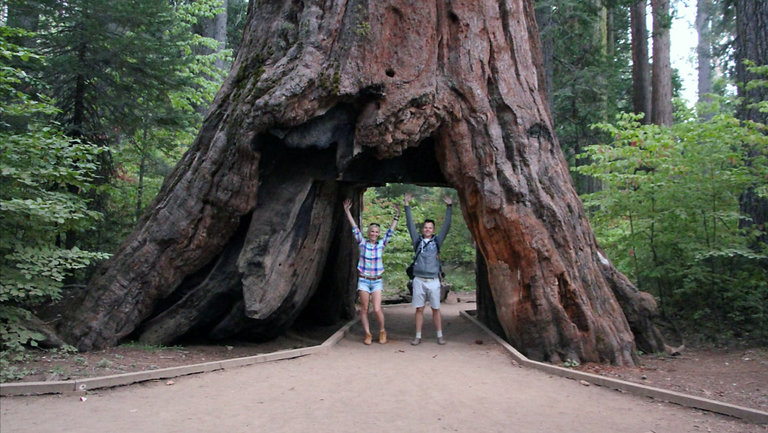 Giant Sequoia called pioneer cabin tree; photo taken by Serafy in Australia; posted to YouTube