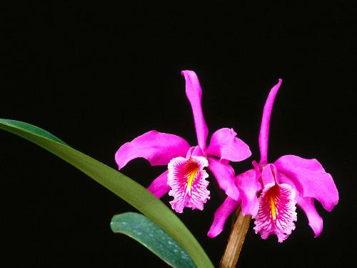 Delicate Wonders, Cattleya Maxima. ... - its anice picture of ... Delicate Wonders, Cattleya Maxima. ...