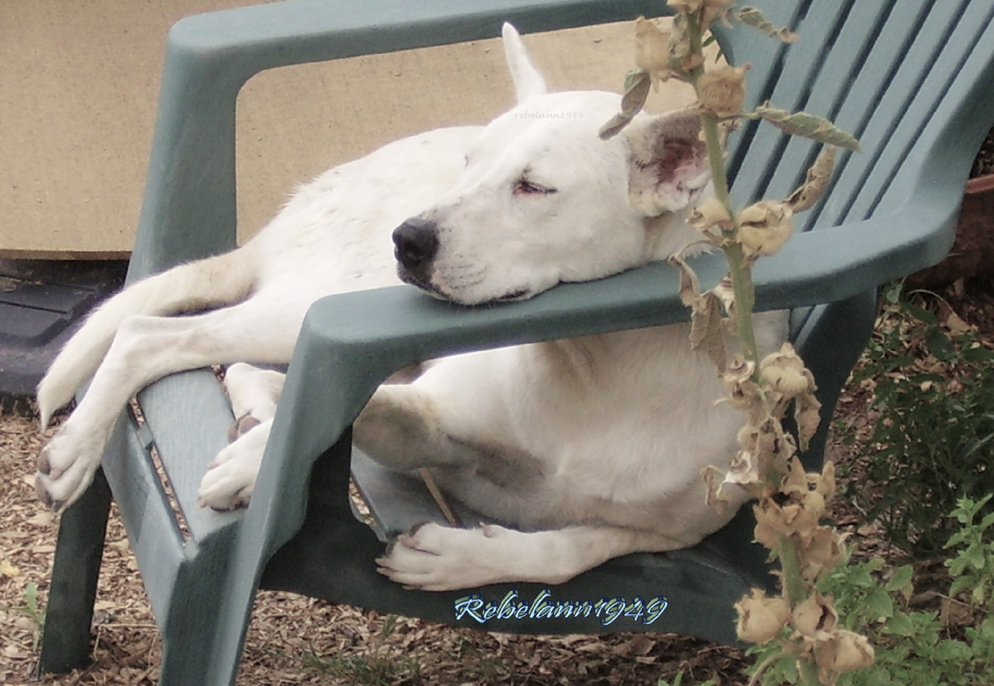 My sweet boy Mykey napping in his chair
