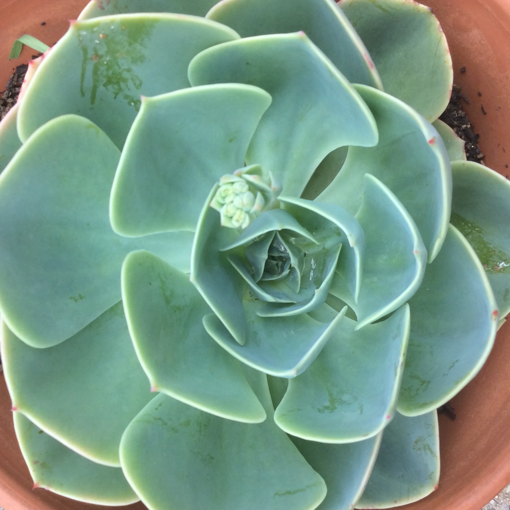 My succulent