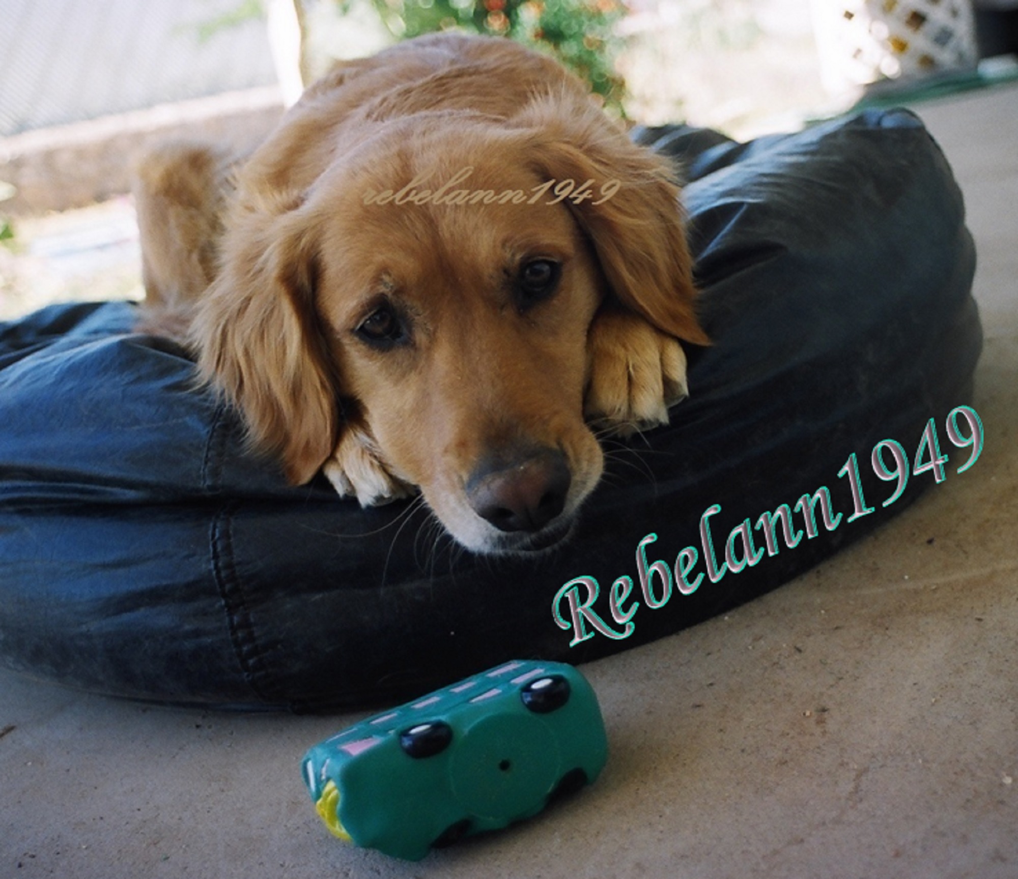 Sweet Gracie waiting for me to throw her toy so she could chase it, I took this shot in 1992 with a 35mm camera Sweet Gracie waiting for me to throw her toy so she could chase it, I took this shot in 1992 with a 35mm camera