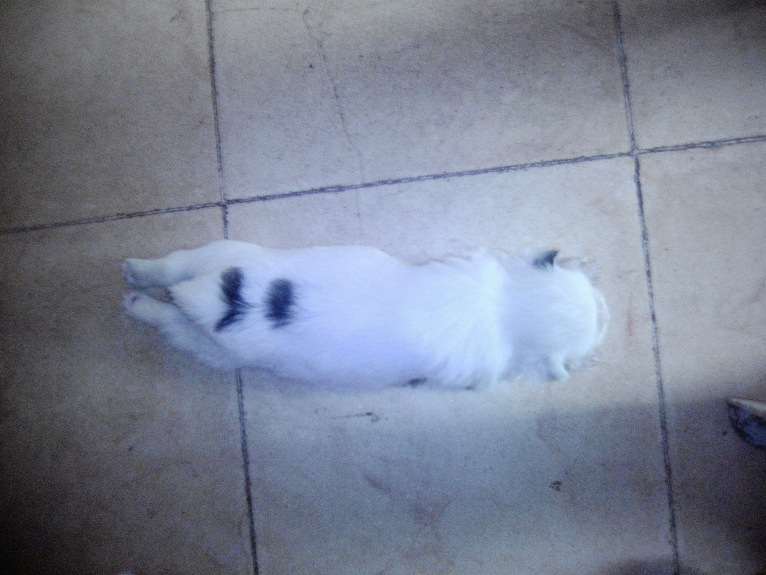 the puppy the puppy