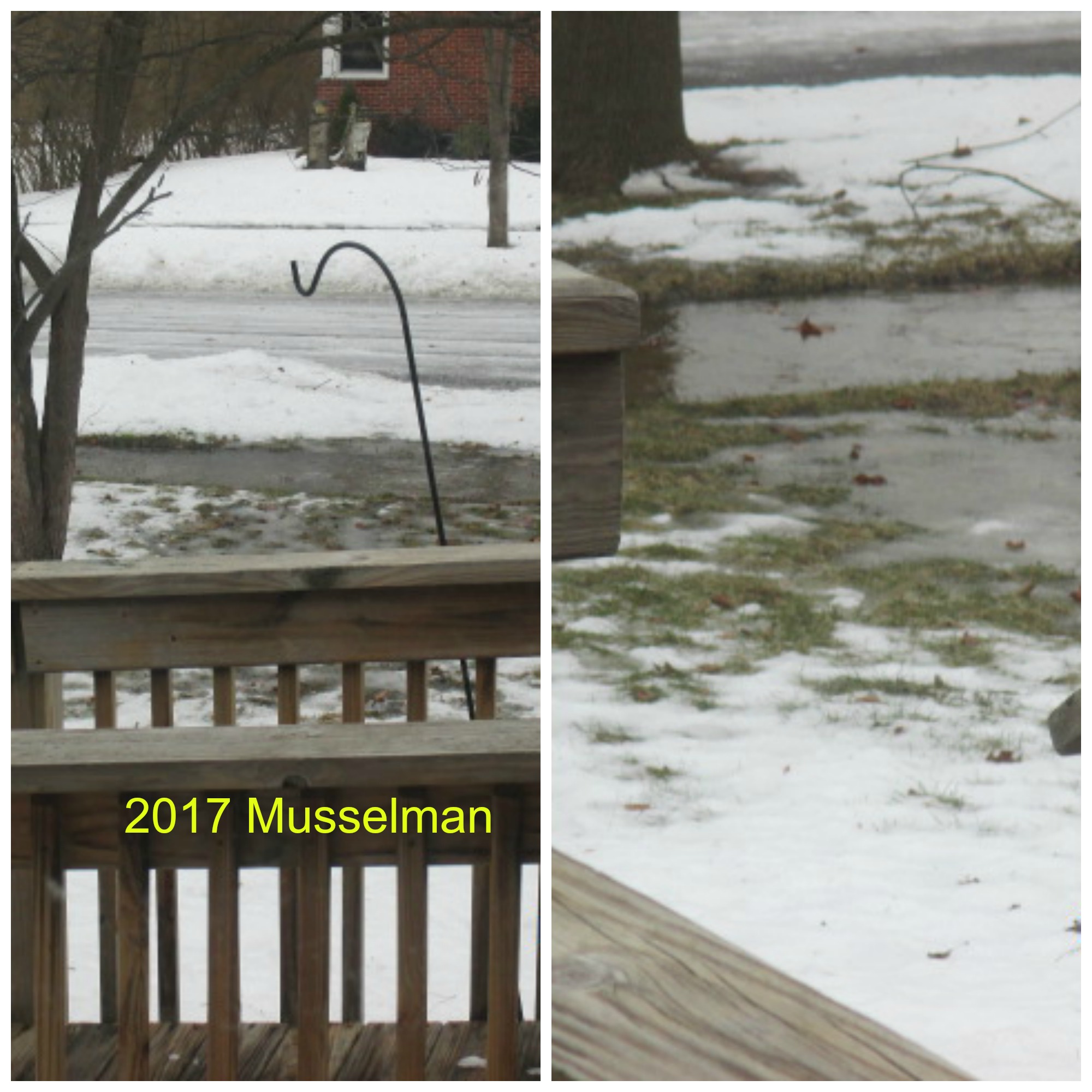 Jan 2017 thaw. © Marsha Musselman. All Rights Reserved.