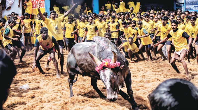 jallikattu, bull fight, talk in India jallikattu, bull fight, talk in India