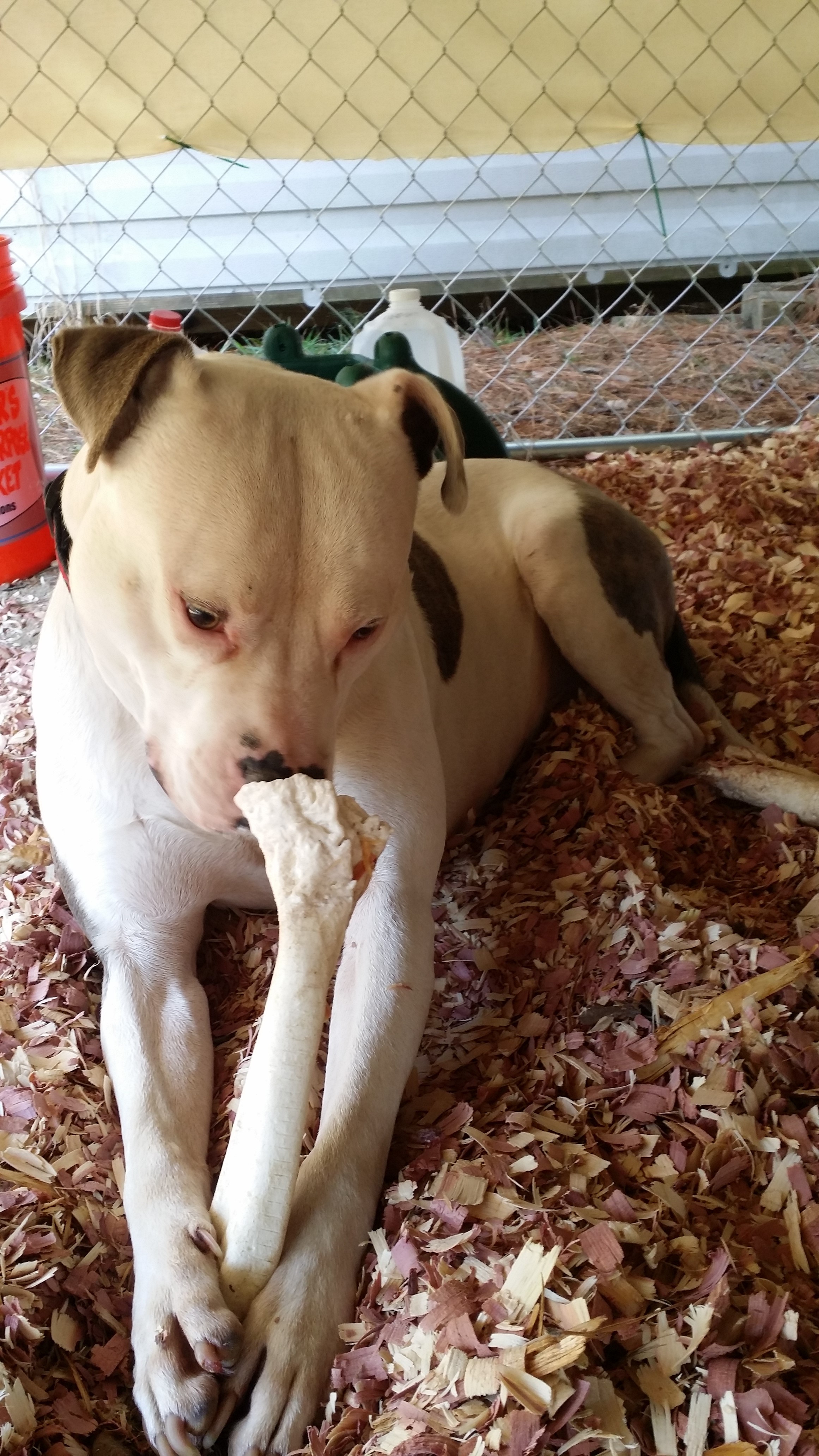 Duke with his chew bone Duke with his chew bone