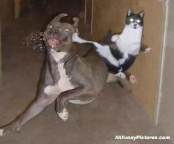 Pet Fight! - This dog and cat should stay in seperate rooms!