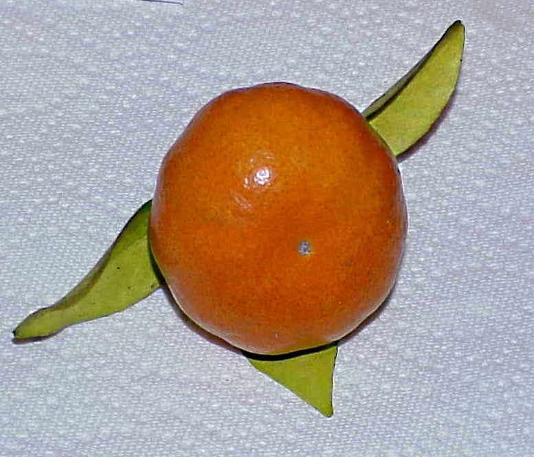 One of our oranges - Gus Kilthau