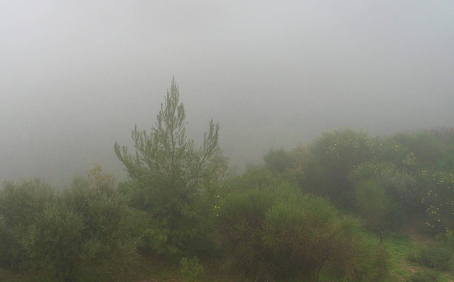 A foggy garden A foggy garden