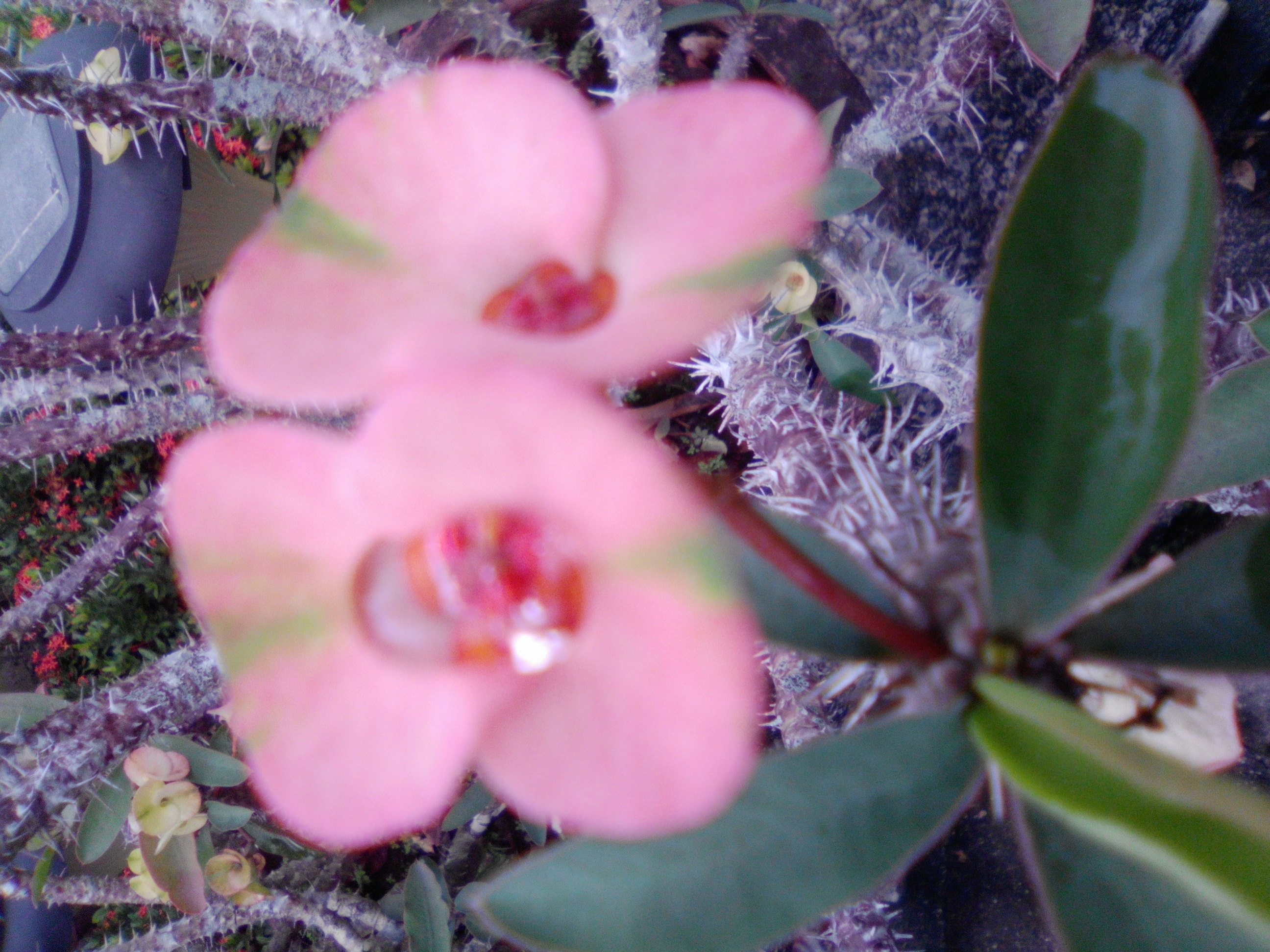 euphorbia from our veranda euphorbia from our veranda