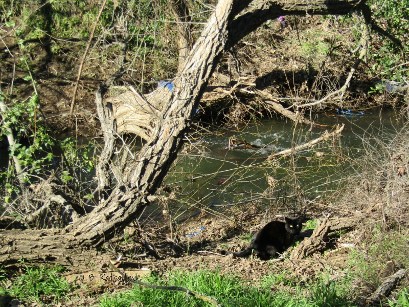 Black Cat That Lives Near Atascadero Creek