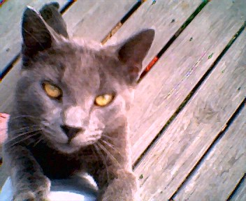 Moochey - 1 year old Kitten - This was Moochey he was my one year old Baby. But a huge cat for being only a year old. I miss him. My sister gave him away saying he was hers.... So I post this picture in Memory of Moochey. It turns out later they tried to give him back but since they did not bring him along I did not realise they were talking about Moochey, and we could not accept anymore cats.. So after the truth came out after he was at the shelter, and since I can not afford 75 dollar fee to get my Baby Back.. I hope and pray he was adopted to a good home, and not put down by the Humane Society. I miss my baby, and I know my Sister has her karma coming. - DNatureofDTrain