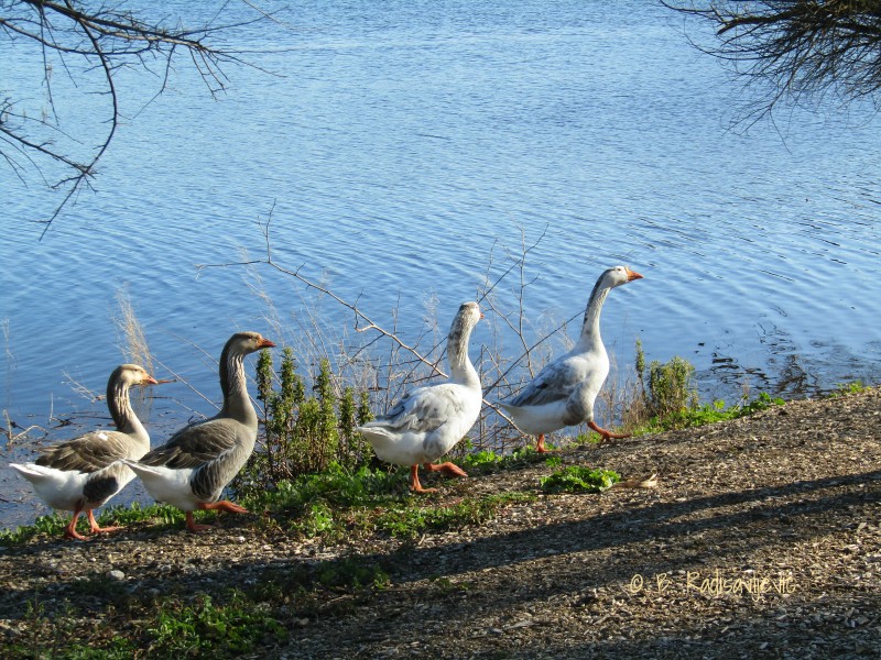 A Gaggle of Geese A Gaggle of Geese