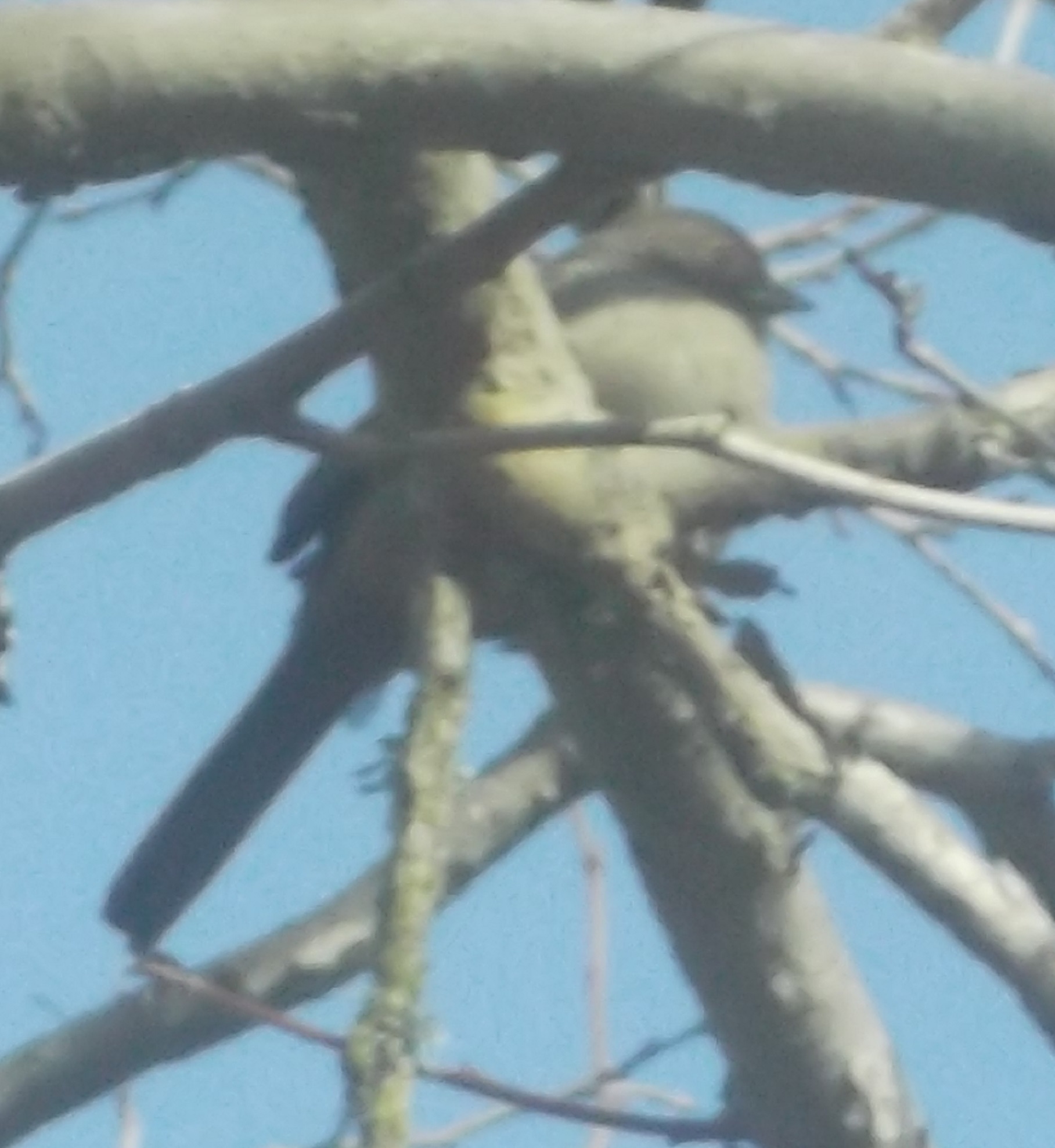 Photo I took of a bird on one of mine and angel&#039;s walks