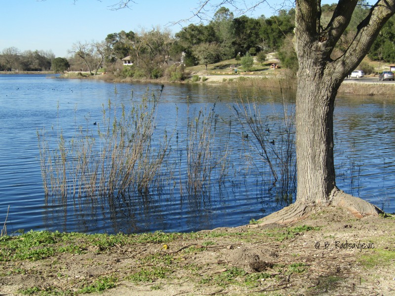 Tree at the Edge of Atascadero Lake, California