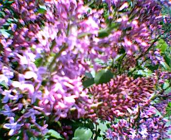 Grandpa's Lilac Bushes in Bloom - I live on my Grandpa's old house right now. I hope to earn enough to get the place under my name someday. Well here is a picture of his Lilac Bushes in bloom, I took them earlier this year. I helped him plant many of these flowers and bushes before he passed on. We were proud of all the beautiful plants on his property. My Grandpa passed on in 2002. One reason I am on MyLot is to try to earn some to help out with family bills, and even save up for my home.