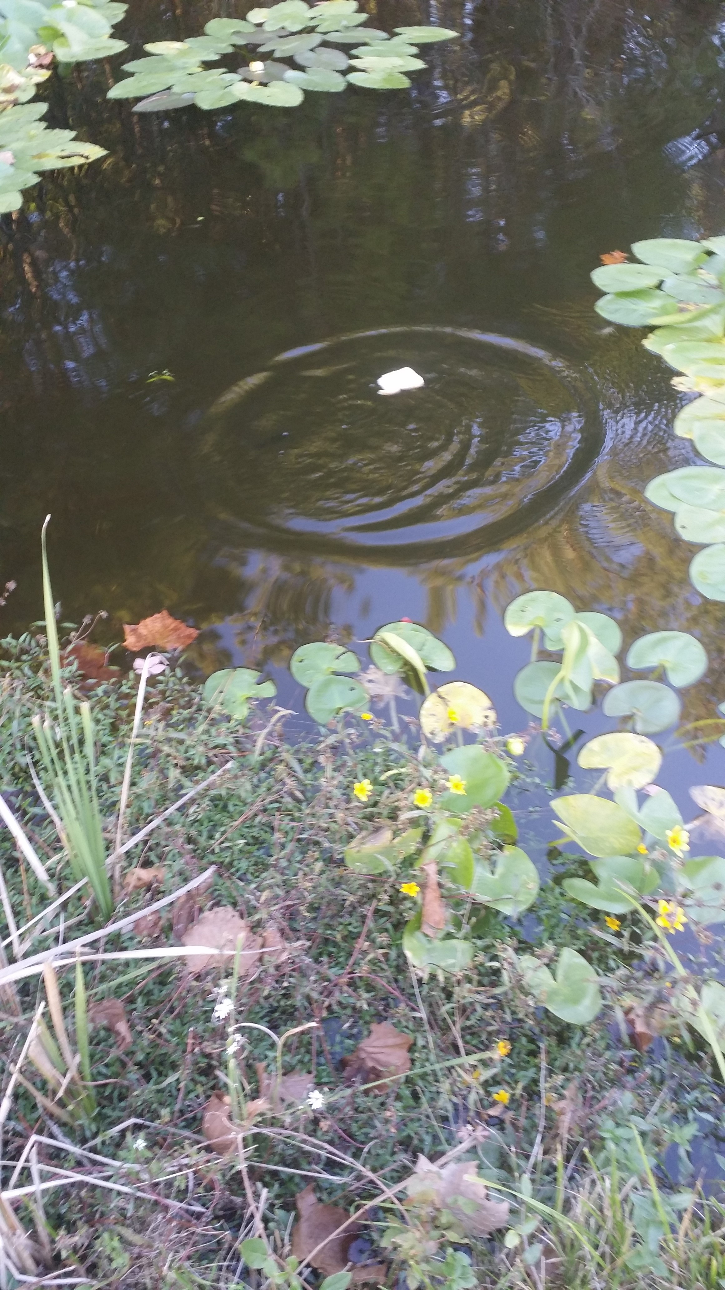 My photo of pond where we live ...