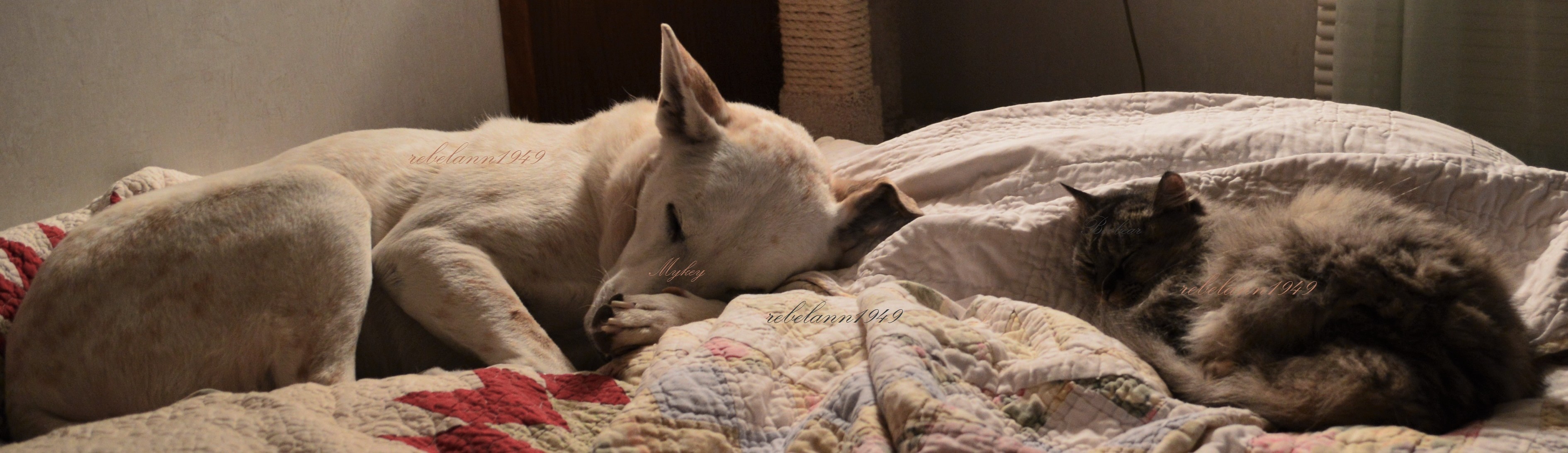 An old shot of Mykey and Boobear napping together. An old shot of Mykey and Boobear napping together.