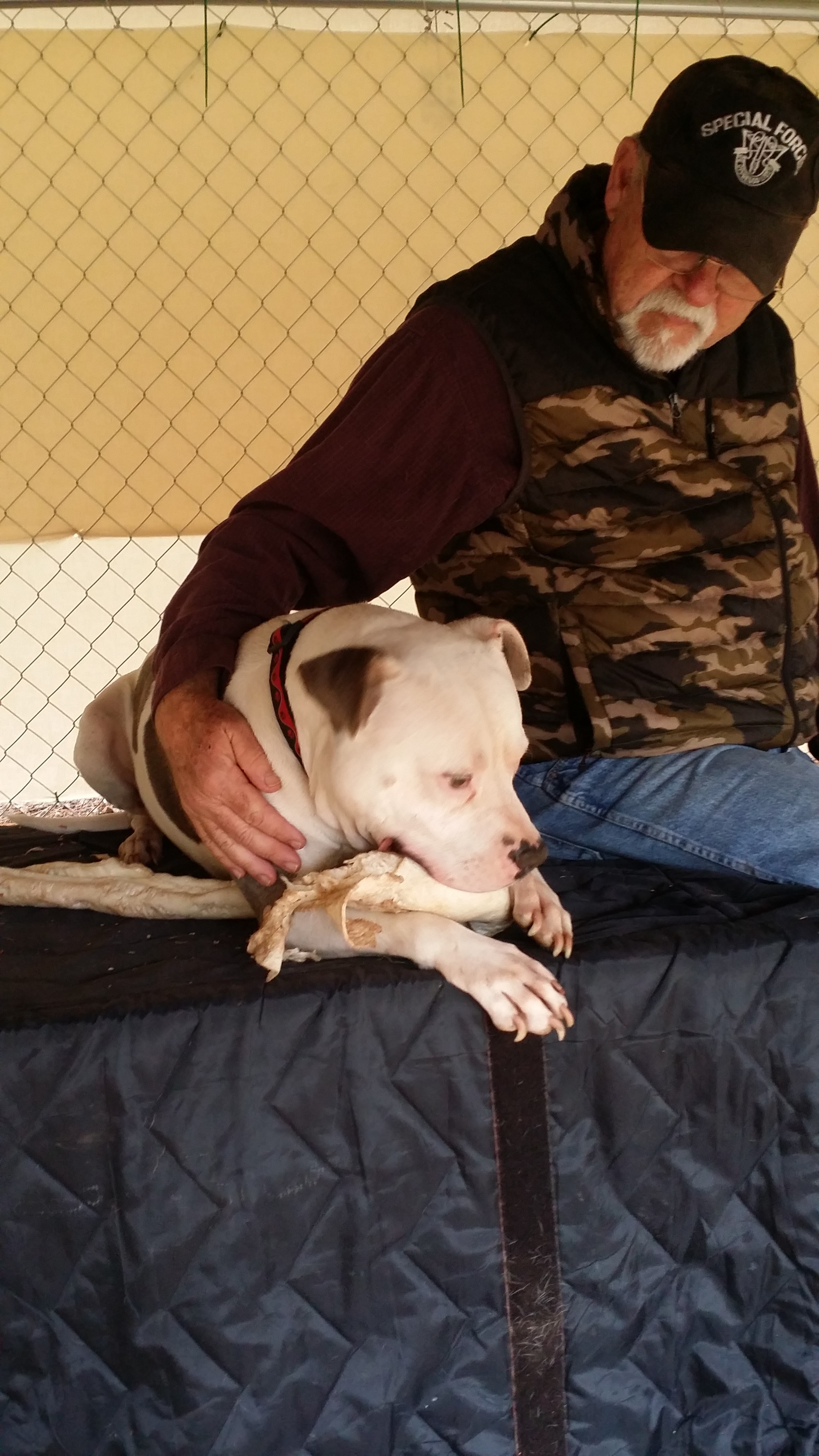 Skip and Duke ... our rescued Pit Bull Skip and Duke ... our rescued Pit Bull