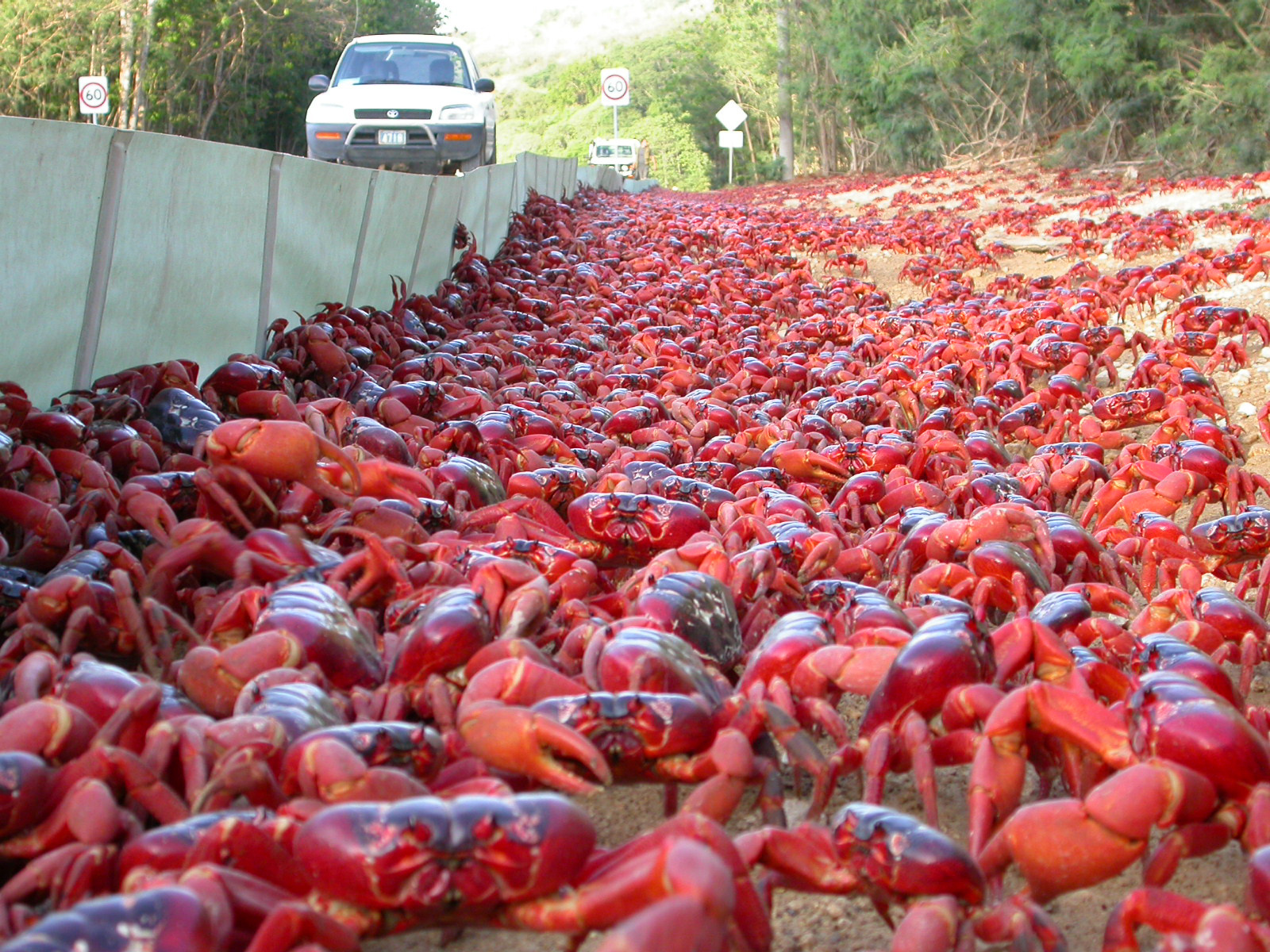 Credited: Red Crabs migrating, picture in the public domain. Credited: Red Crabs migrating, picture in the public domain.