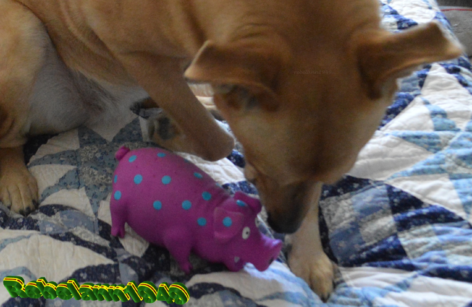 Ally gets away from Miss Piggy Ally gets away from Miss Piggy