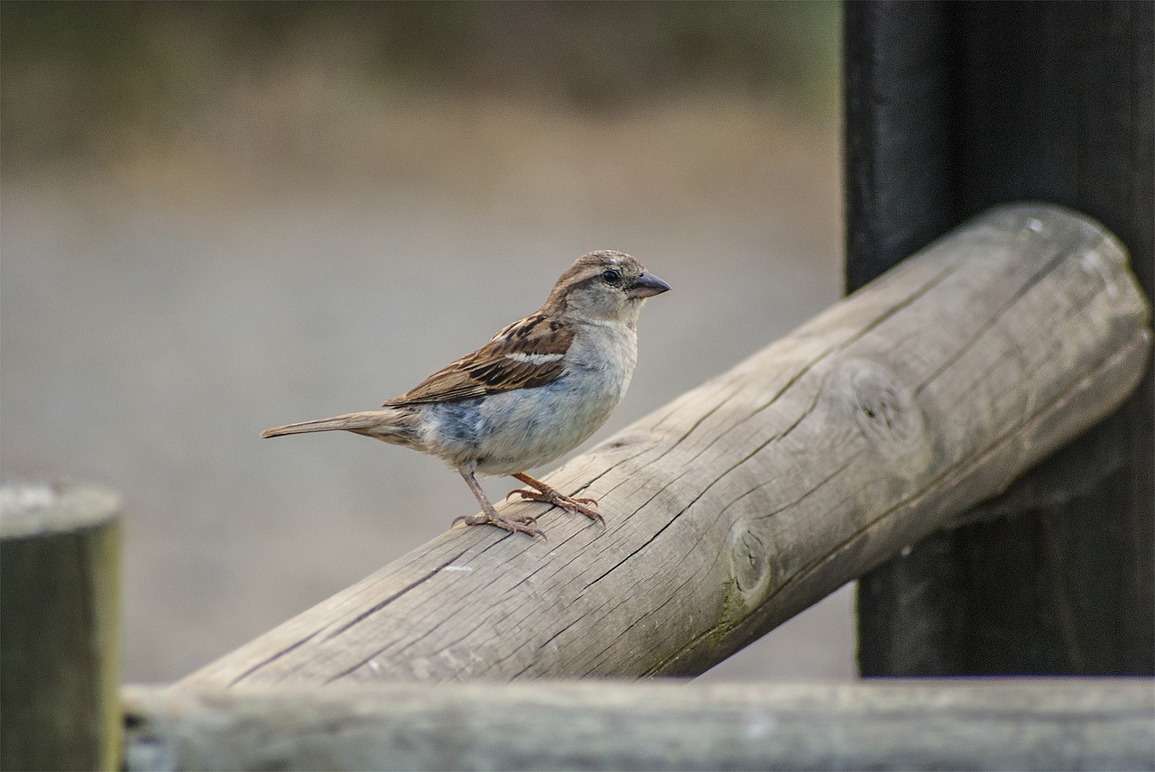 God cares for every sparrow. He cares for everything he created. God cares for every sparrow. He cares for everything he created.