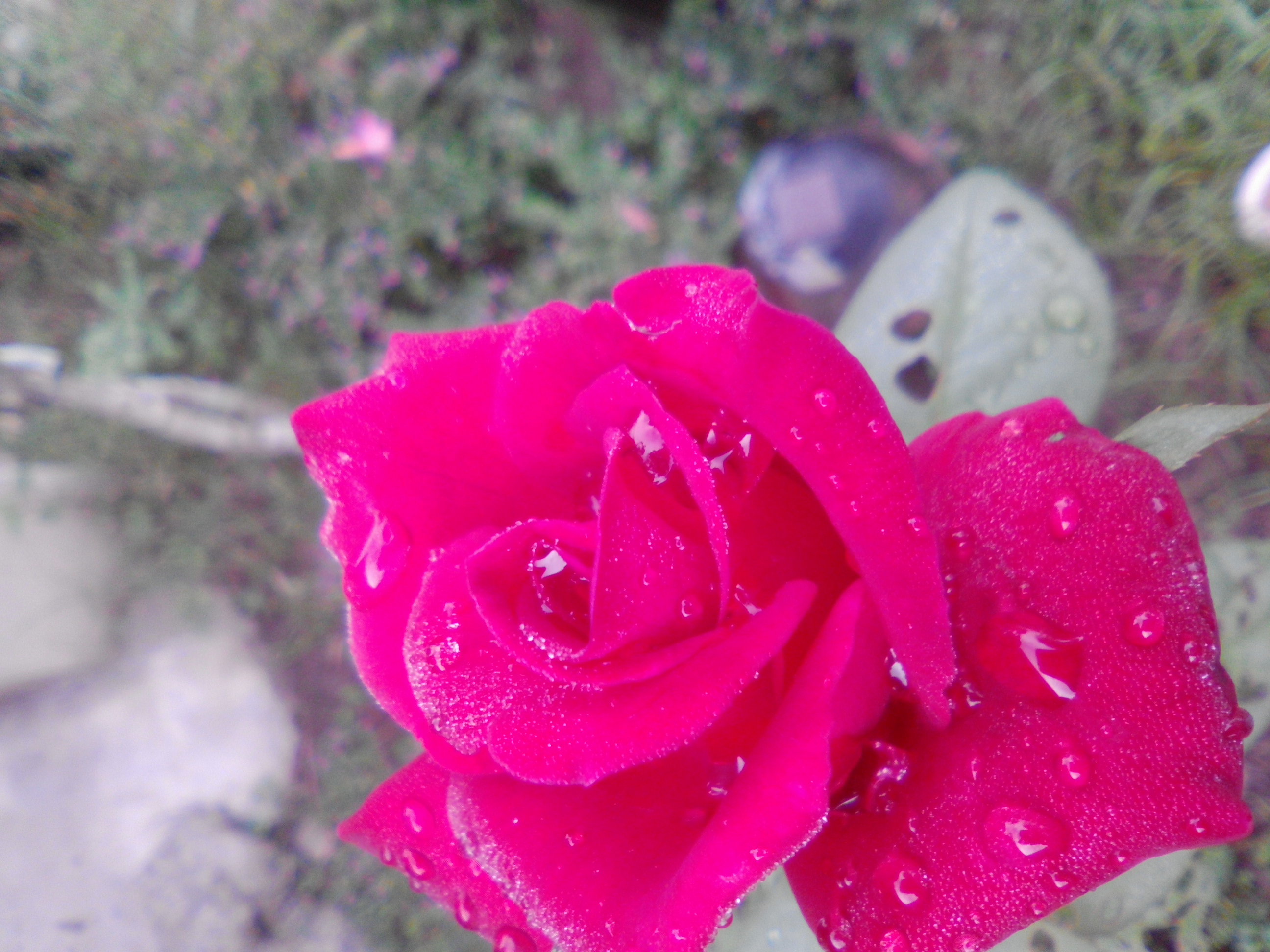a rose from the garden a rose from the garden