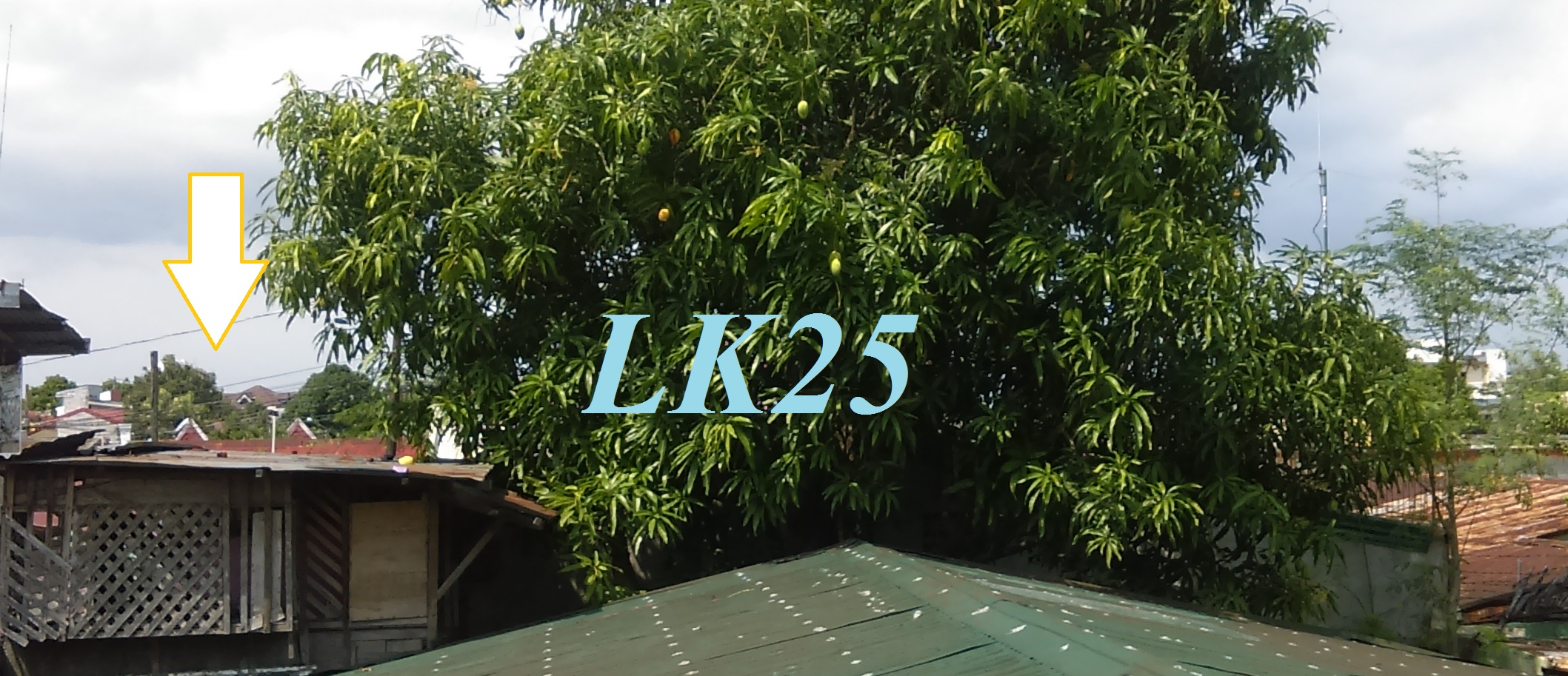 Tree, Mango Tree, Mango