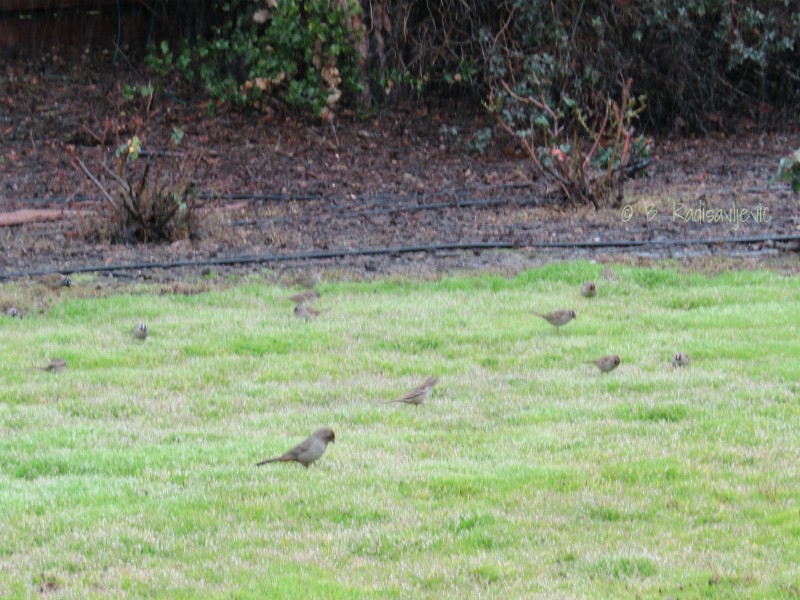Birds Gathering on my Lawn after Rain