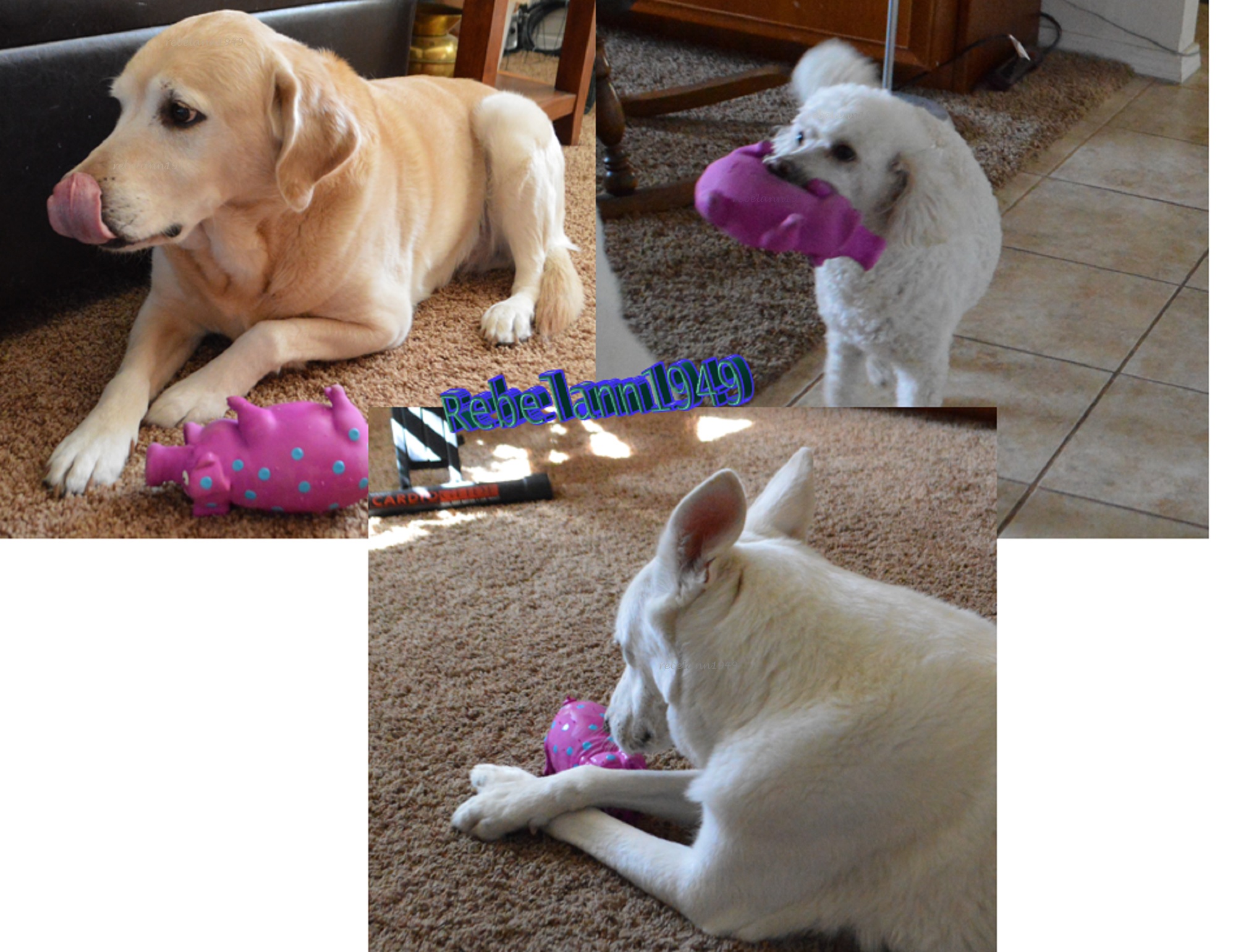 Cody, Flynn and Taylor having fun with Miss Piggy Cody, Flynn and Taylor having fun with Miss Piggy
