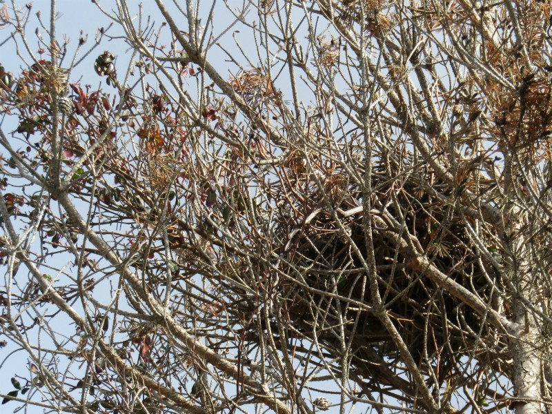 Mystery Bird Nest Near Top of Pine Tree Mystery Bird Nest Near Top of Pine Tree