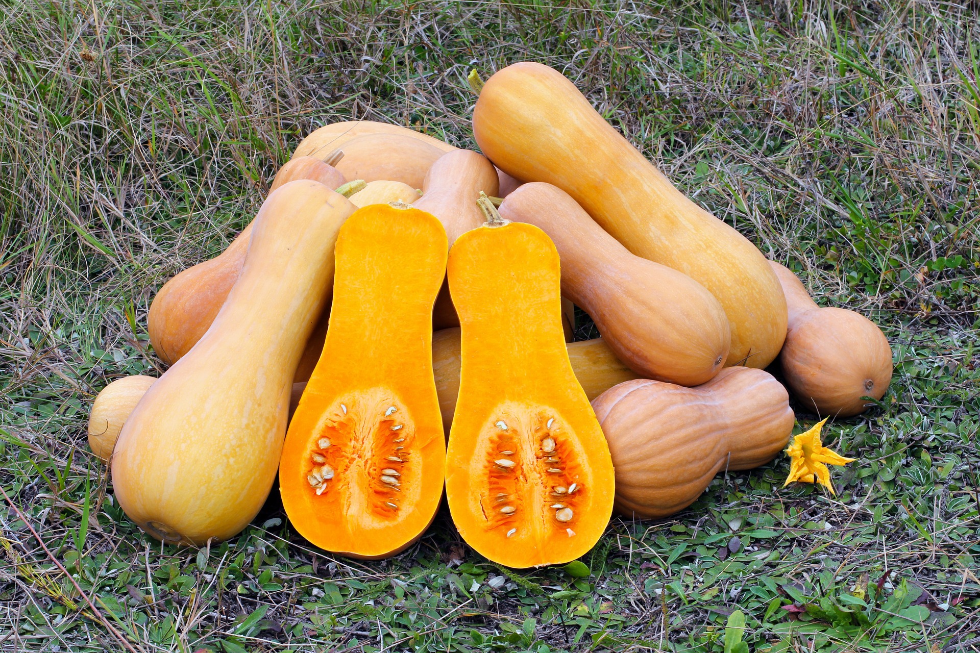 https://pixabay.com/en/butternut-squash-produce-gourd-109131/