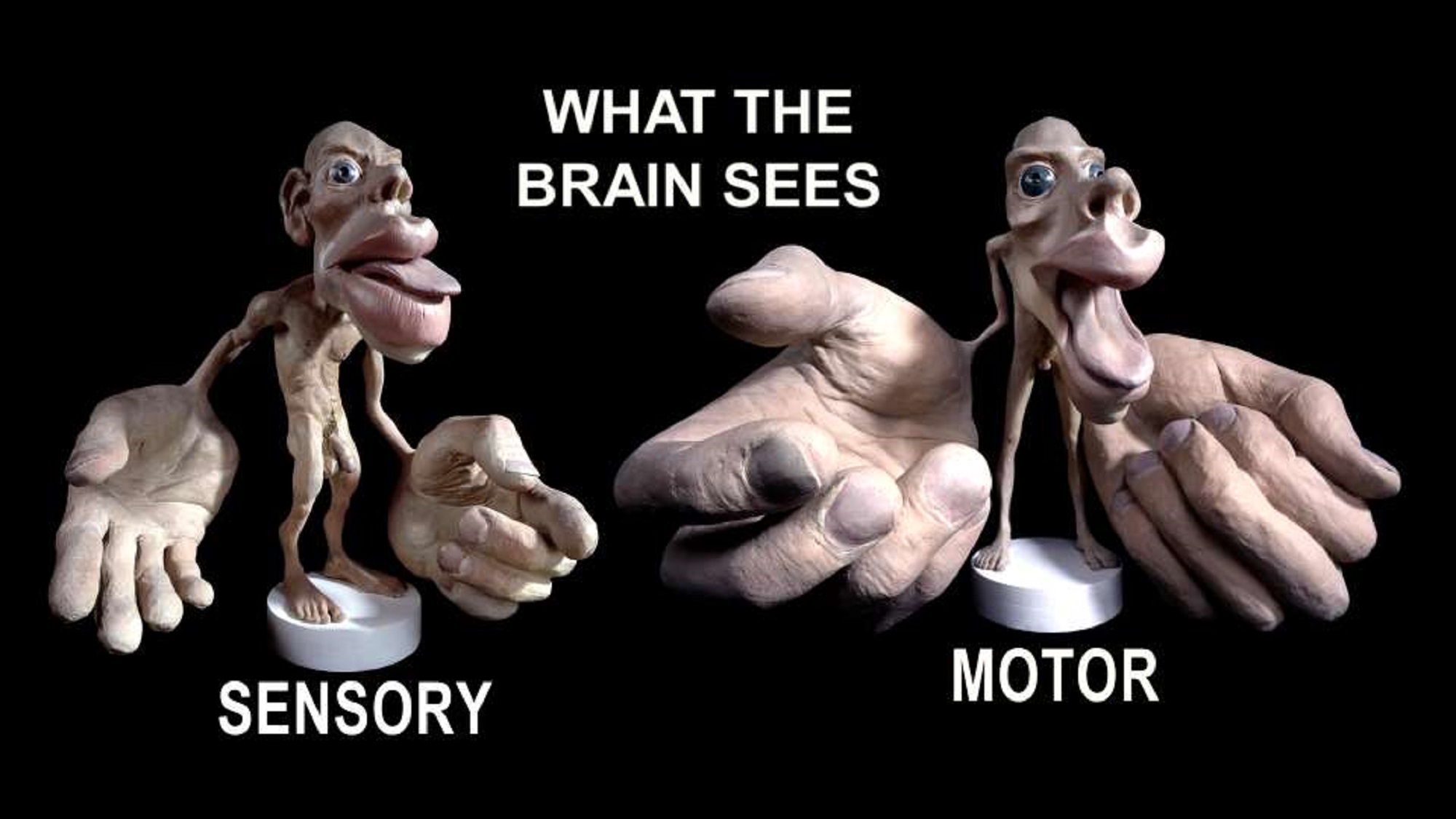 Credited: Picture of “sensory homunculus”, taken from the internet in the public domain.