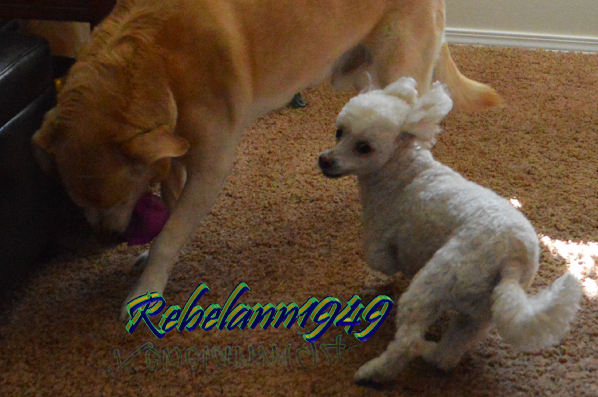 Cody has a good grip on piggy while Taylor darts around trying to get him to let go.