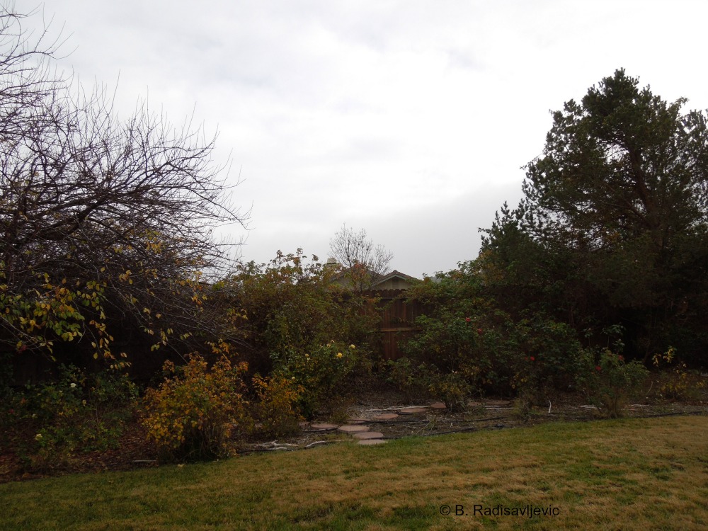 Rose Garden with Trees in Background by Fence