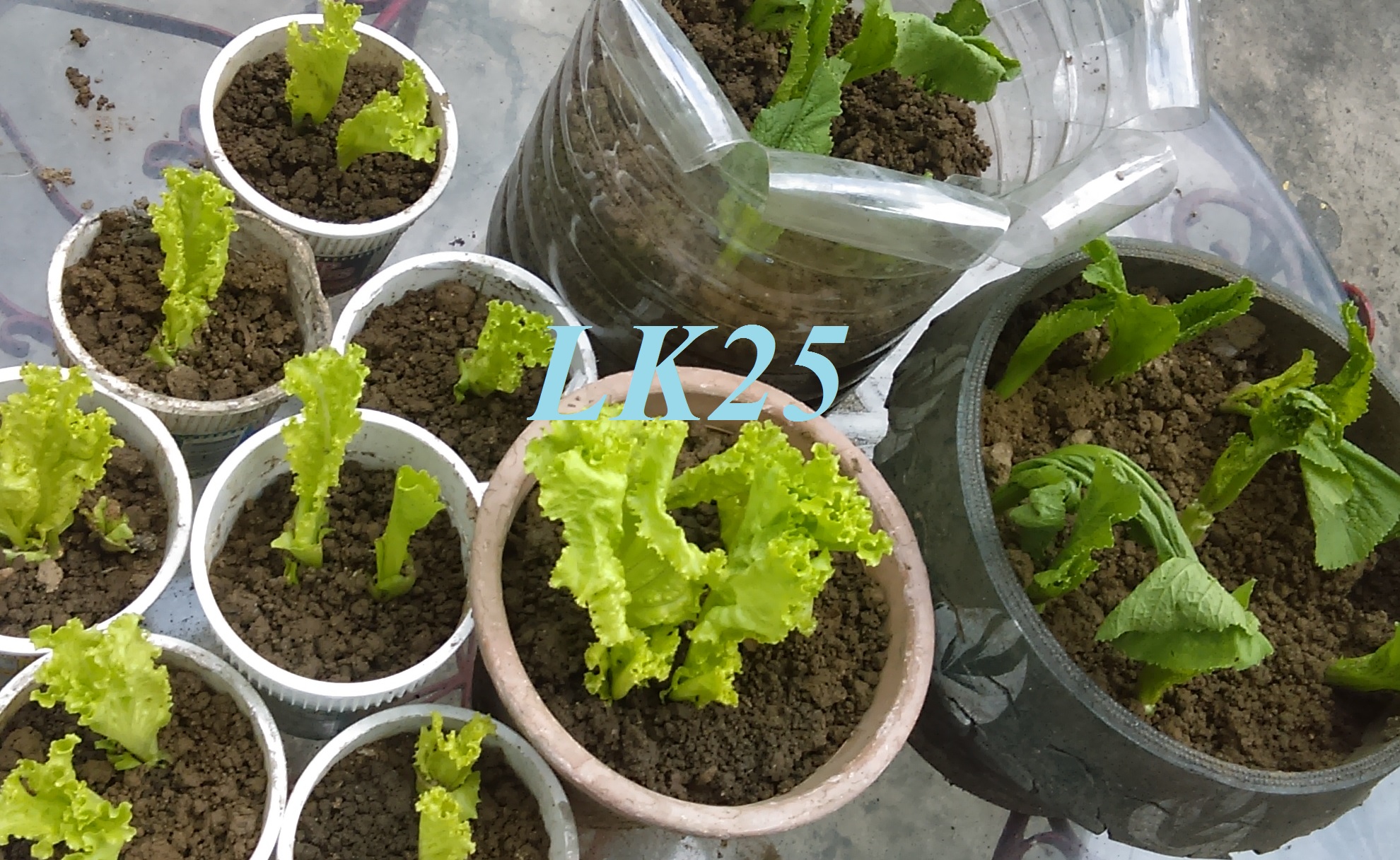 Lettuce, mustard greens Lettuce, mustard greens