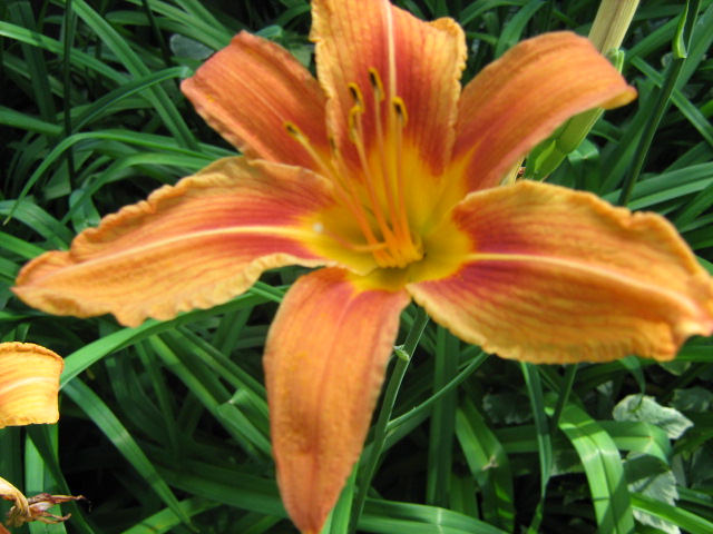 orange flower,