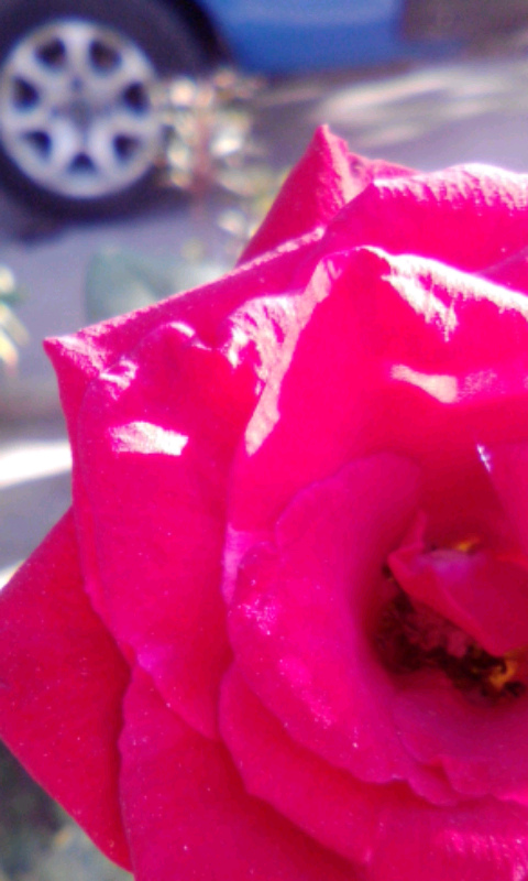 a rose a rose