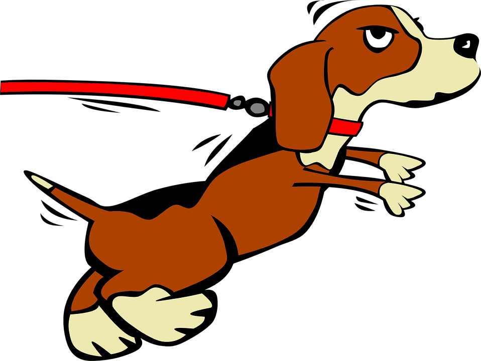 https://pixabay.com/en/dog-puppy-leashed-domestic-doggy-311830/