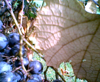 A Picture of Grandpa and Mine's Grapes - Here is a picture of our Hybrid Grapes Grandpas Green Grapes, and My wild Grapes cross pollinated, and well Turned into giant Thick skinned purple grapes full of seeds, and very sweet... I love our interesting Grapes.. Although Grandpa has passed on. I do my best to maintain the vines, etc... Most people are not brave enough to try the grapes because of the cross breed factor. But that is alright more for me. Keeps me snacking for a good 3-6 weeks in the fall. These yummy grapes. Thank You Grandpa for leaving me so many enjoyable yummies. Your Grapes, and apples. - DNatureofDTrain