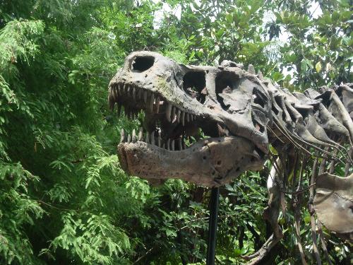 Animal Kingdom - Pic of dino bones in Animal Kingdom