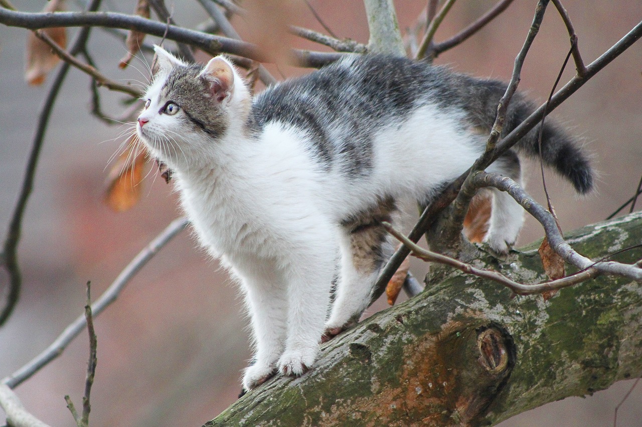 https://pixabay.com/en/cat-tree-cat-in-a-tree-small-cat-1249973/ https://pixabay.com/en/cat-tree-cat-in-a-tree-small-cat-1249973/
