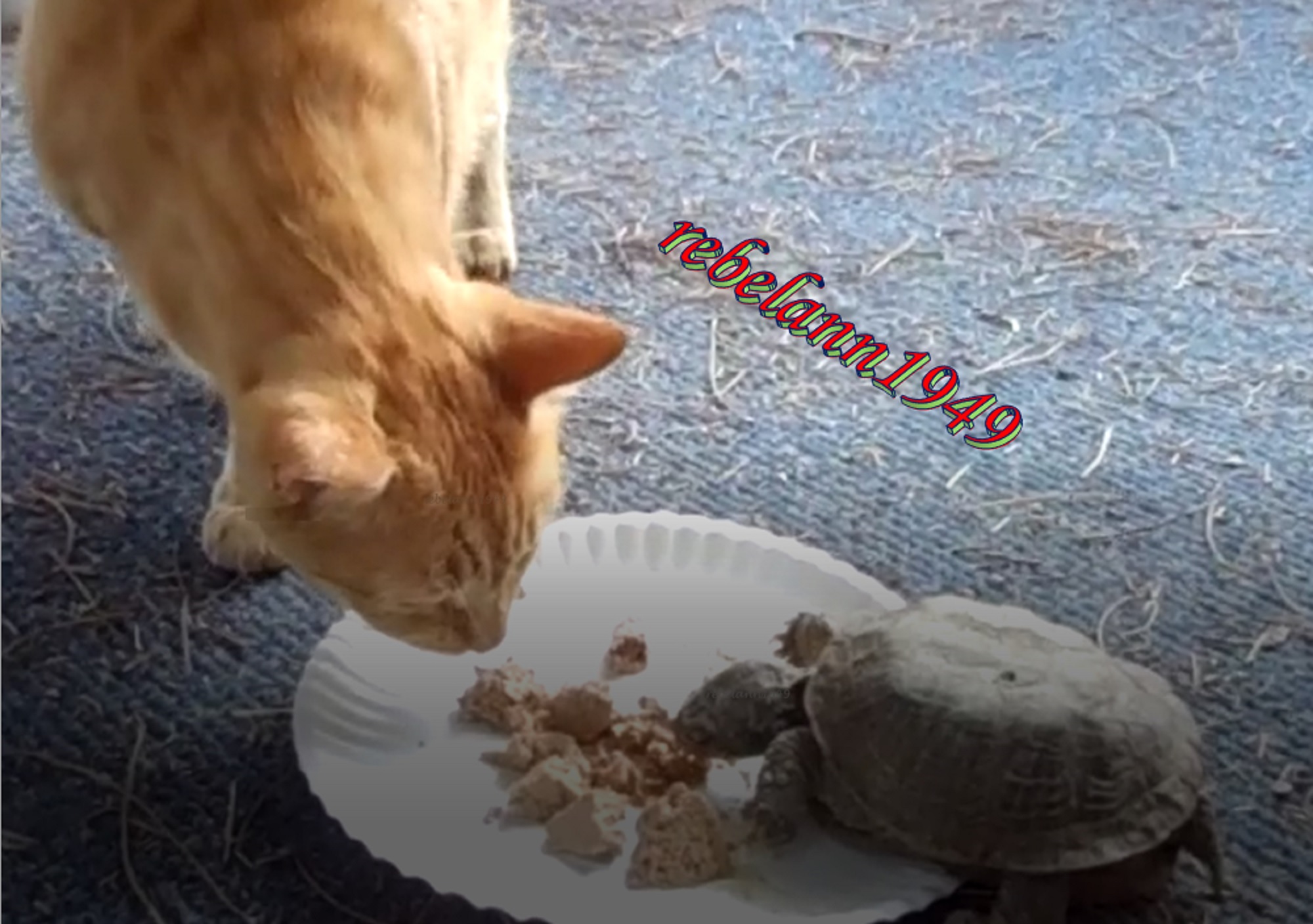 Max and one of mom's turtles share a meal. Max and one of mom's turtles share a meal.